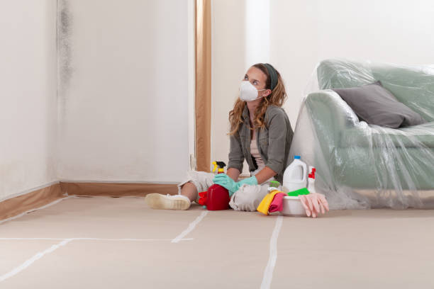 Reliable Basement Mold Remediation contractor in Manchester, MI by Mold Remediation HQ